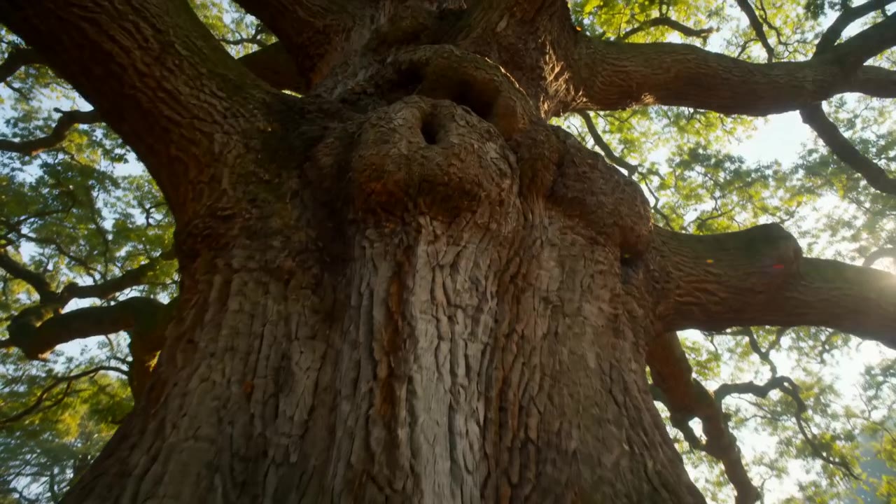 Looking up a massive oak trunk into golden canopy